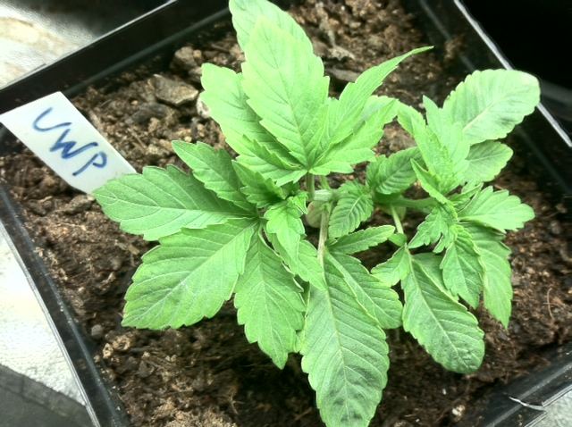 Purple widow could be polyploid 3 heads must see 3