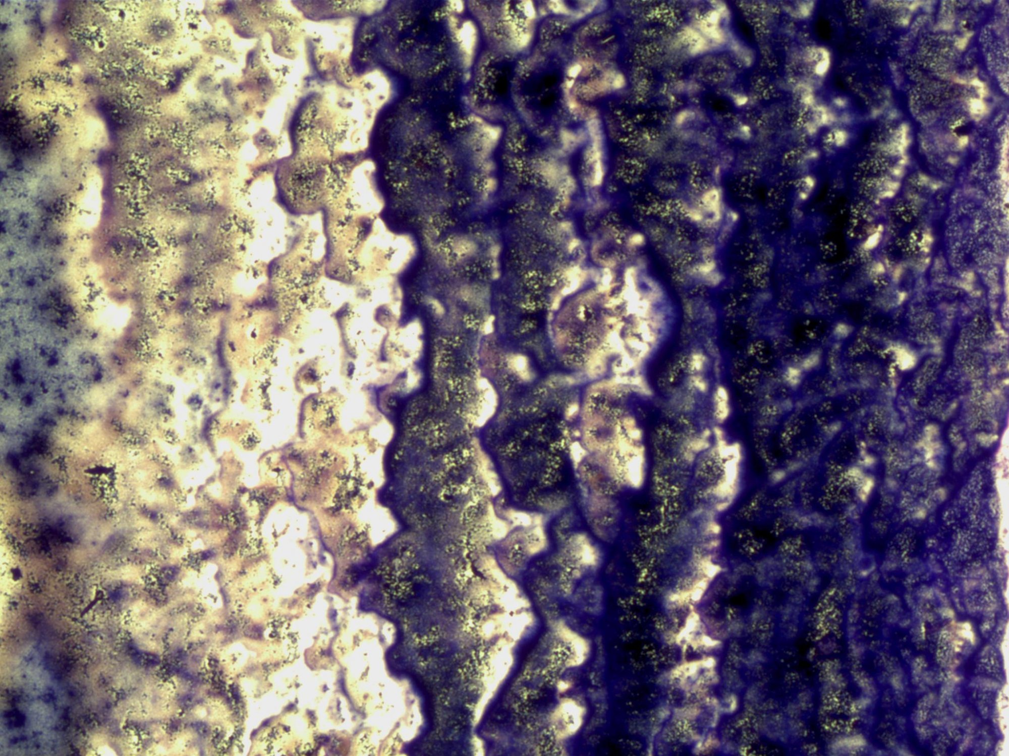 Purple06