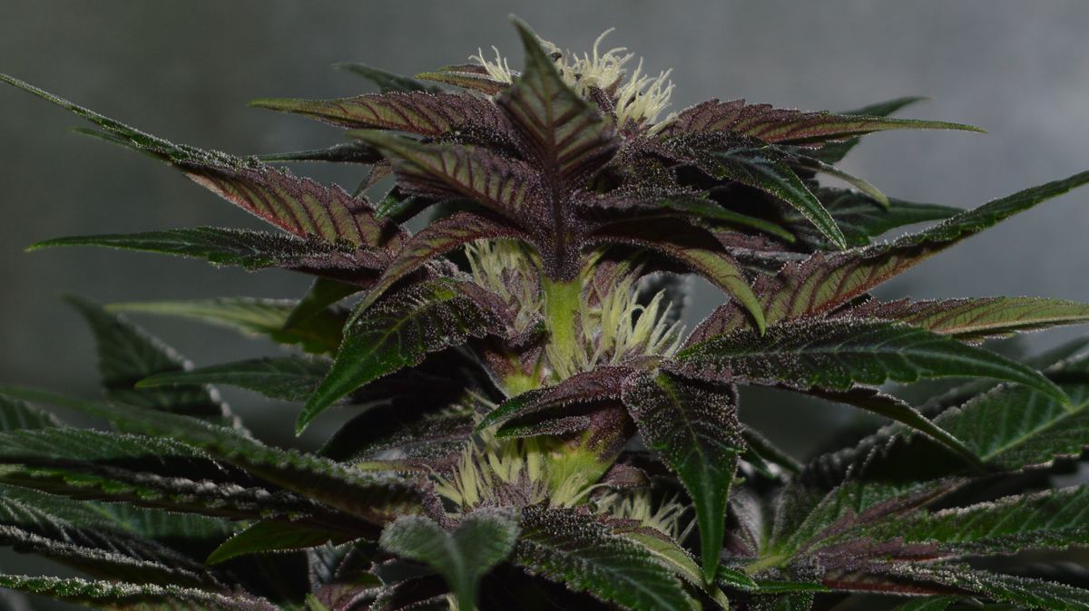 Purple abax
