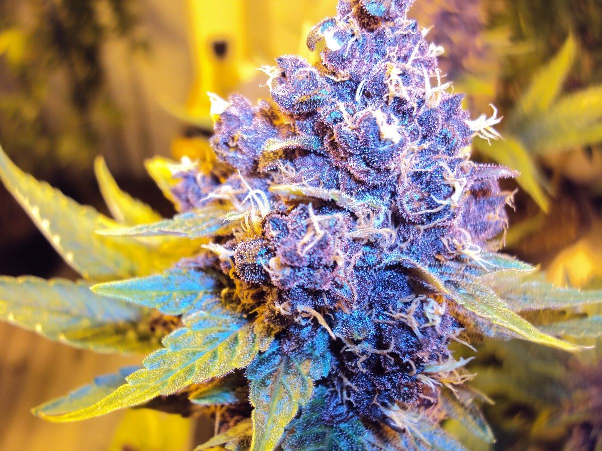 Purple berryBX