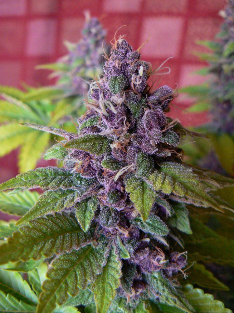 Purple sweet god by JT