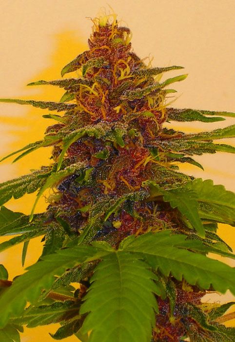 PurpleAKush 01