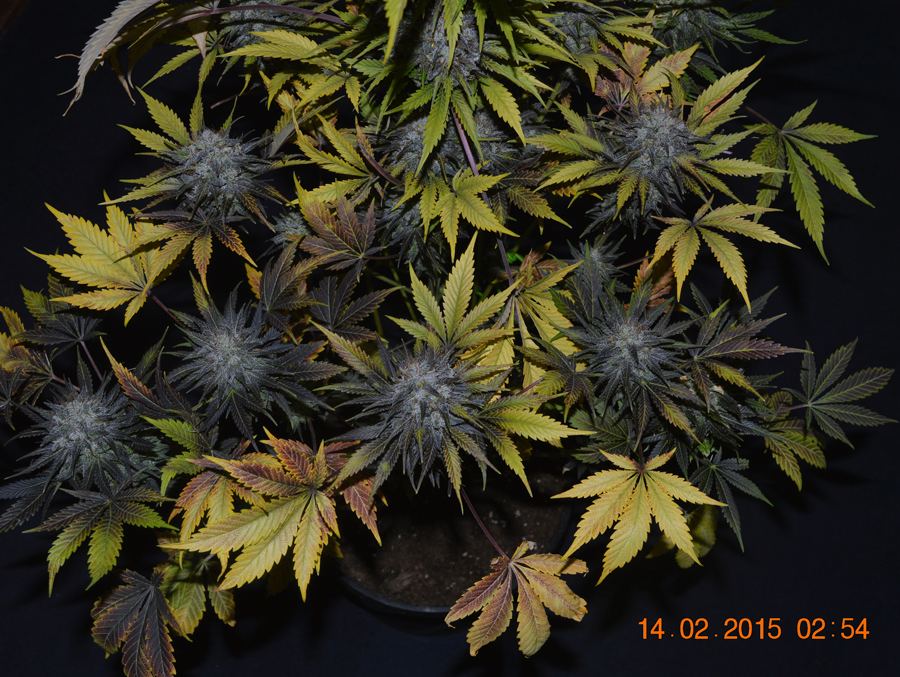 Purpleautumn