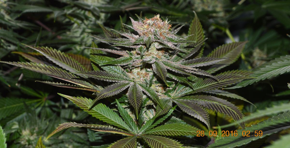 Purpleaves