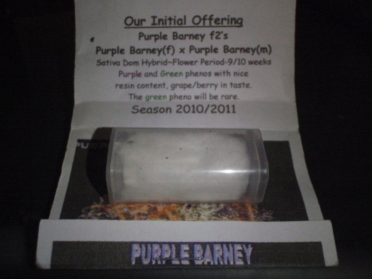 Purplebarney