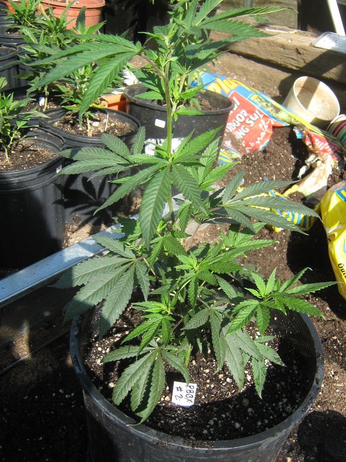 Purpleberry2airlayer5 21