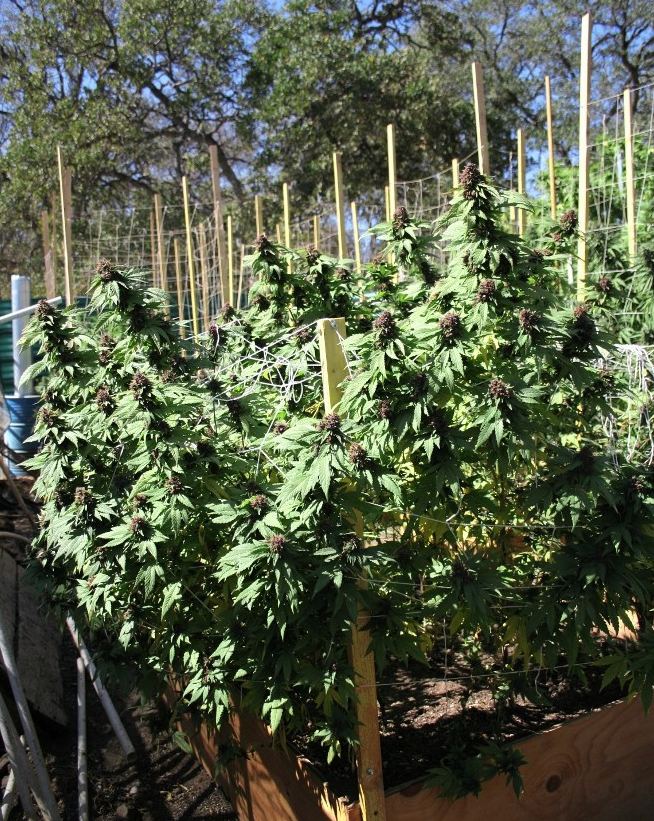 Purpleberry01