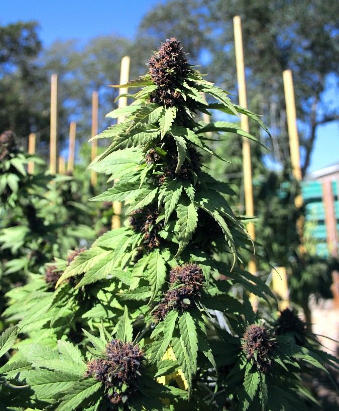 Purpleberry02