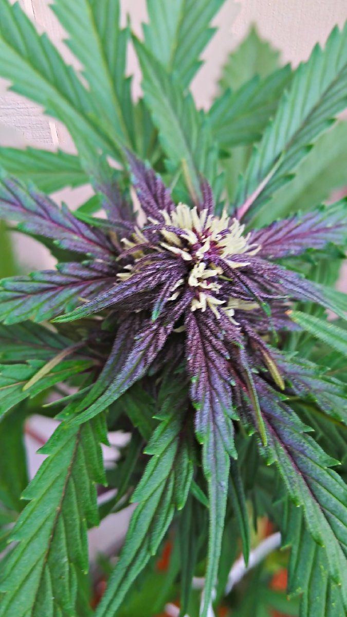 Purpleblack buds phenotype lockout or health issue