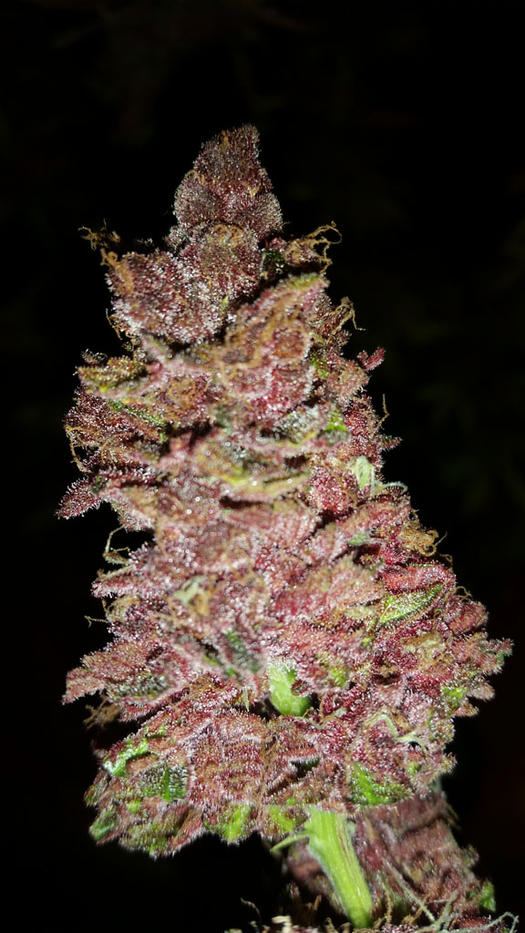 Purplebomb1