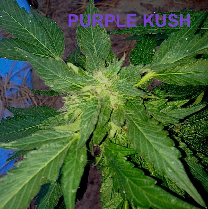 Purplebud