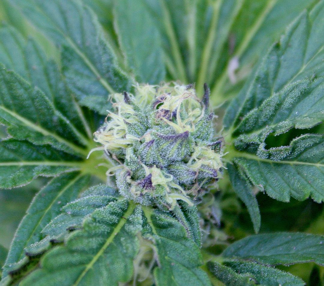 Purplebud2