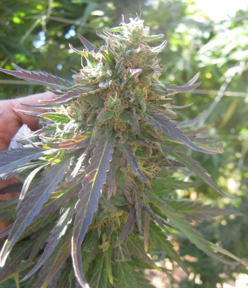 PurpleEwok2