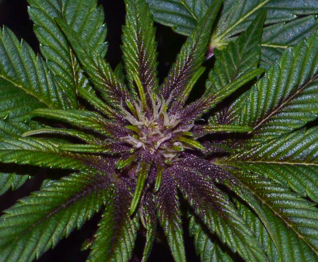 Purplefemale