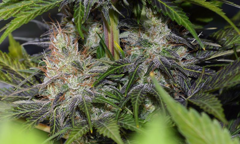 Purplefrost