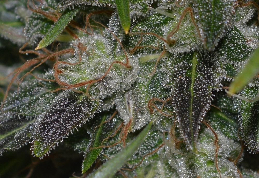 Purplefrost seeded
