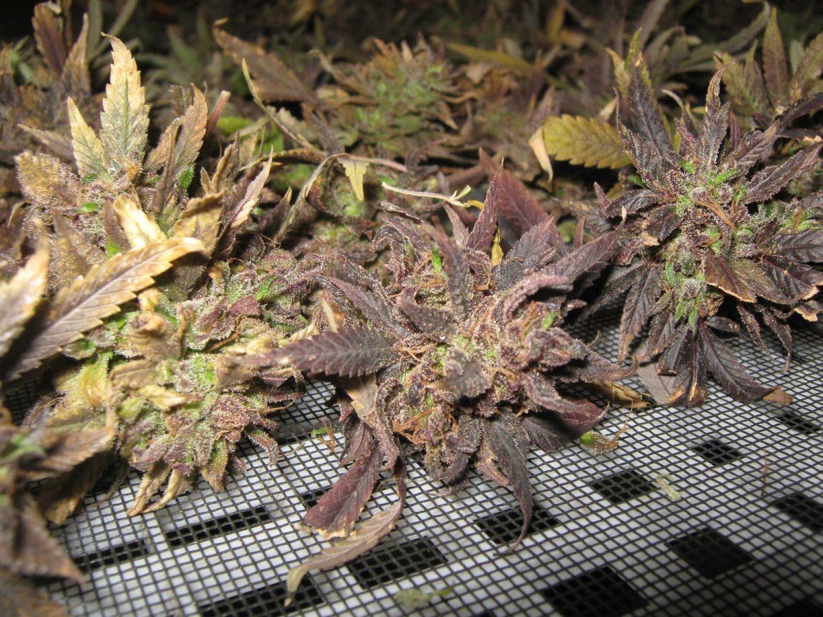 Over ripe buds photos weed