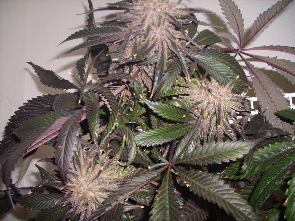 PurpleHashplant 2