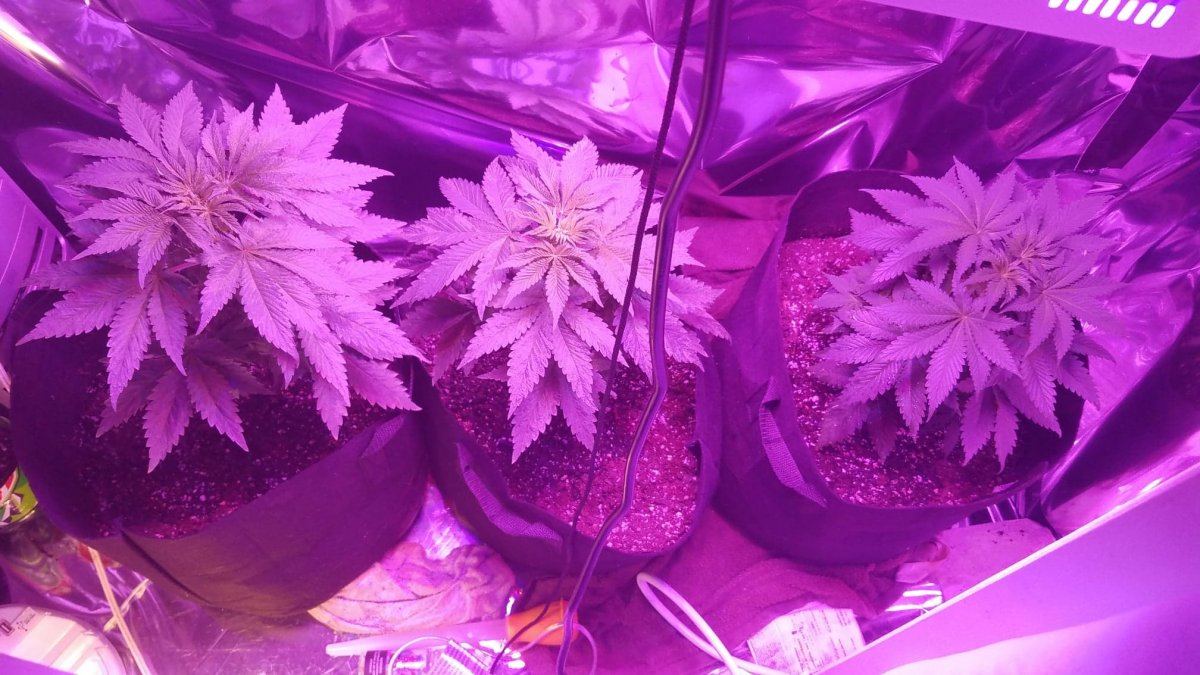 Purpleish stripe on top of leaf stems need help 2