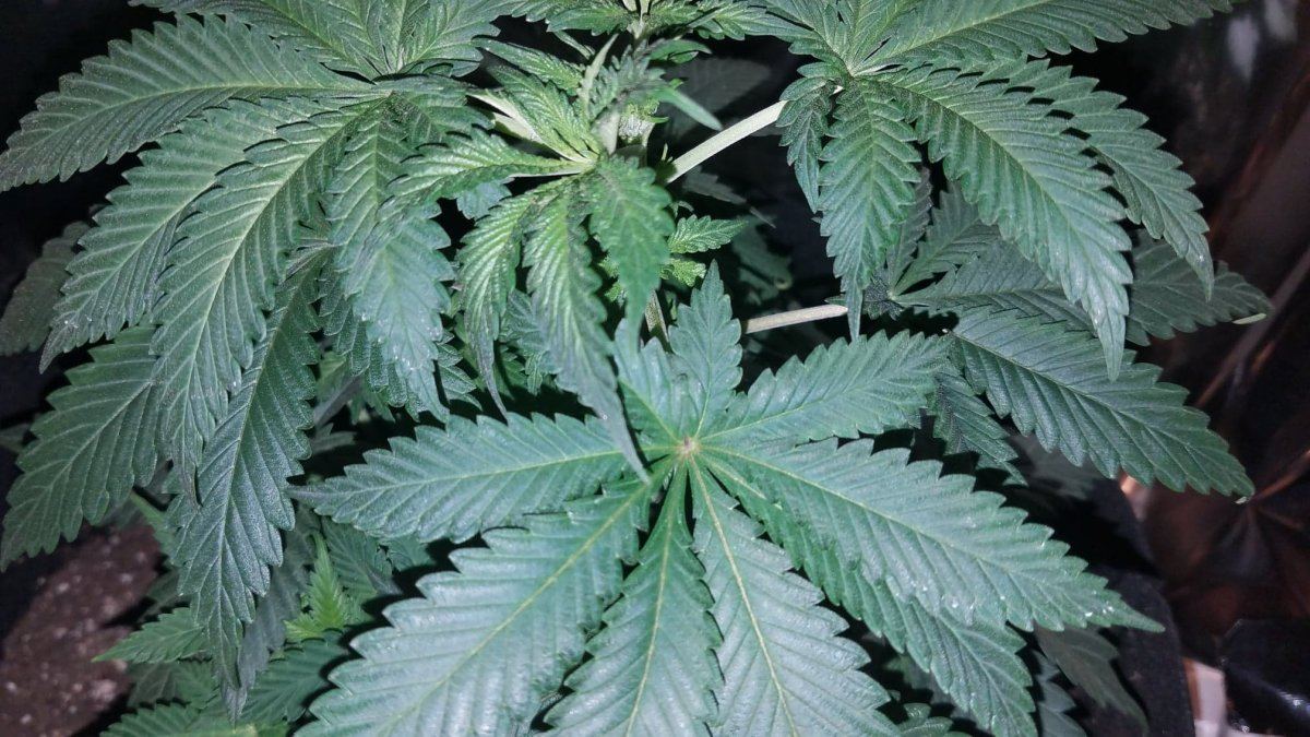 Purpleish stripe on top of leaf stems need help 5