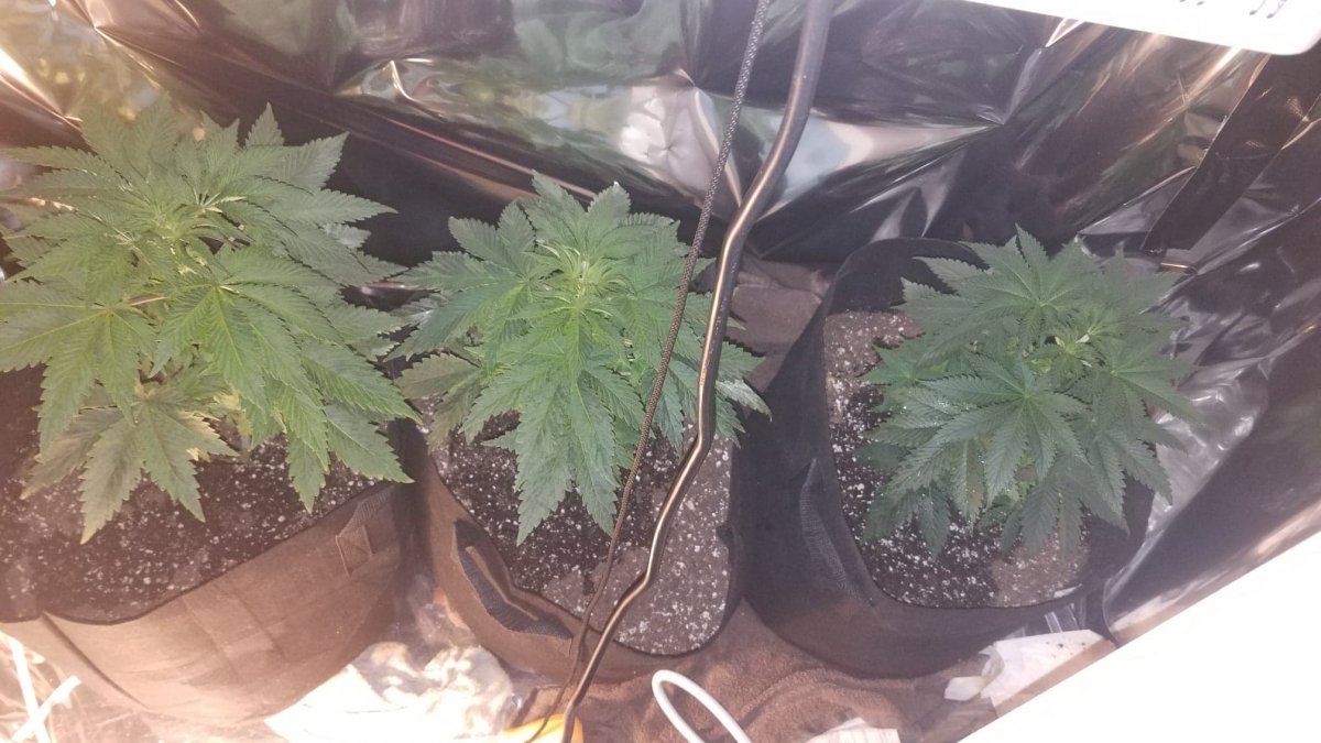 Purpleish stripe on top of leaf stems need help
