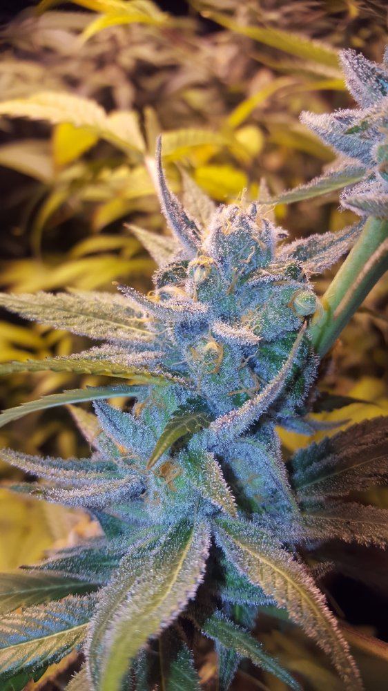 PurpleJones 05a