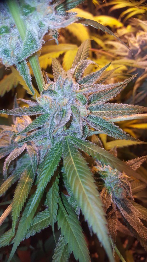 PurpleJones 06a