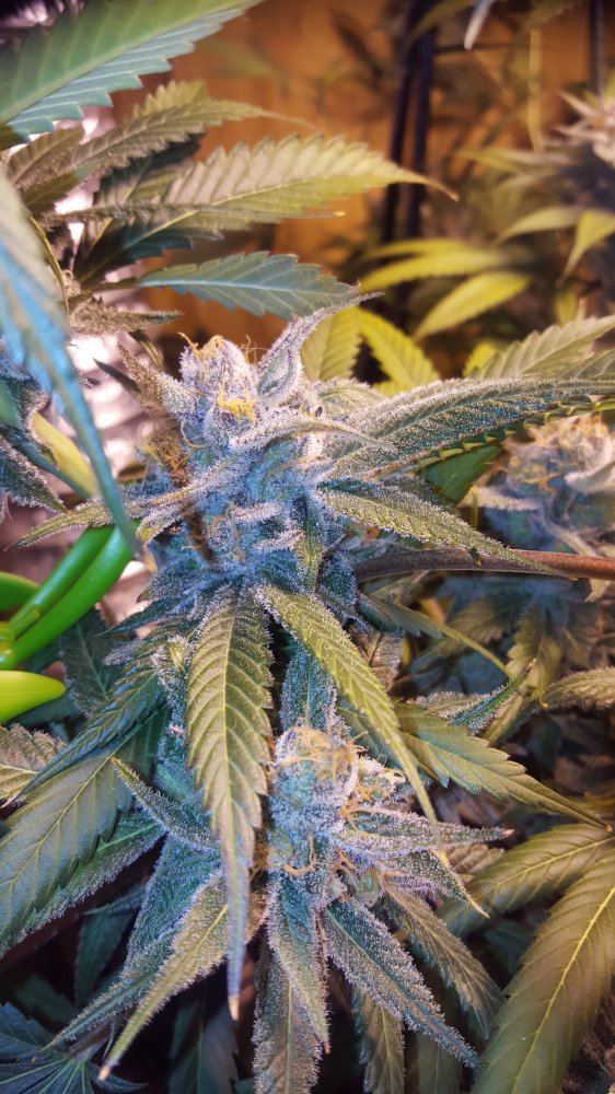 PurpleJones 07a
