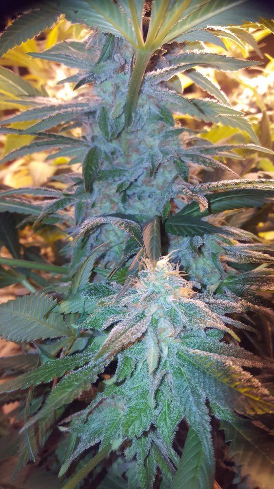 PurpleJones 08a