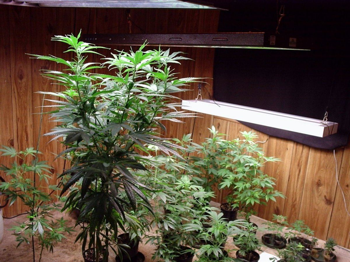 PurpleJones1A01