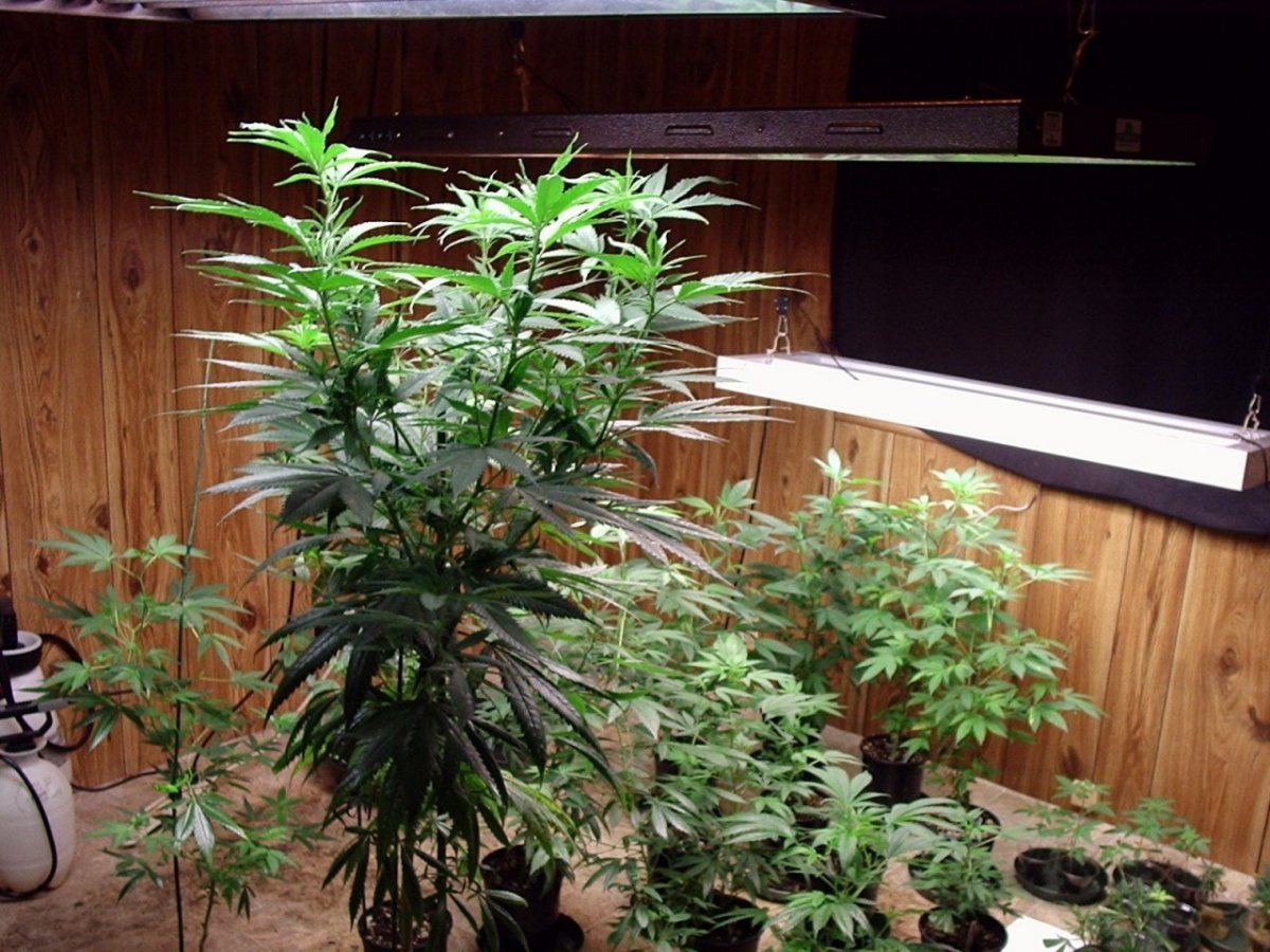 PurpleJones1A02
