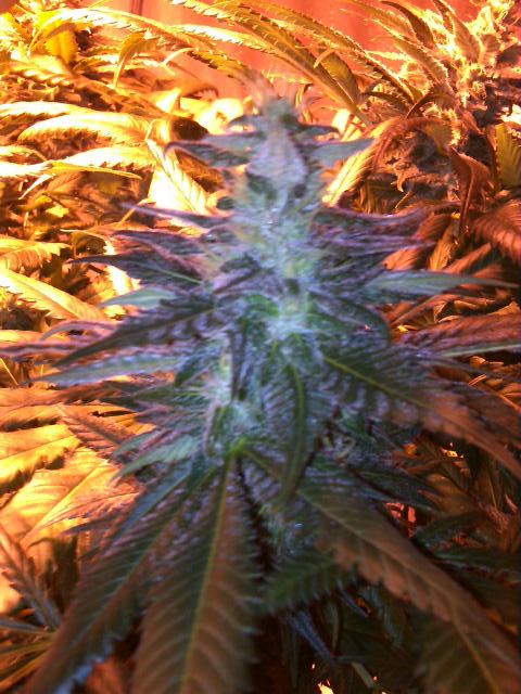 Purplejones01