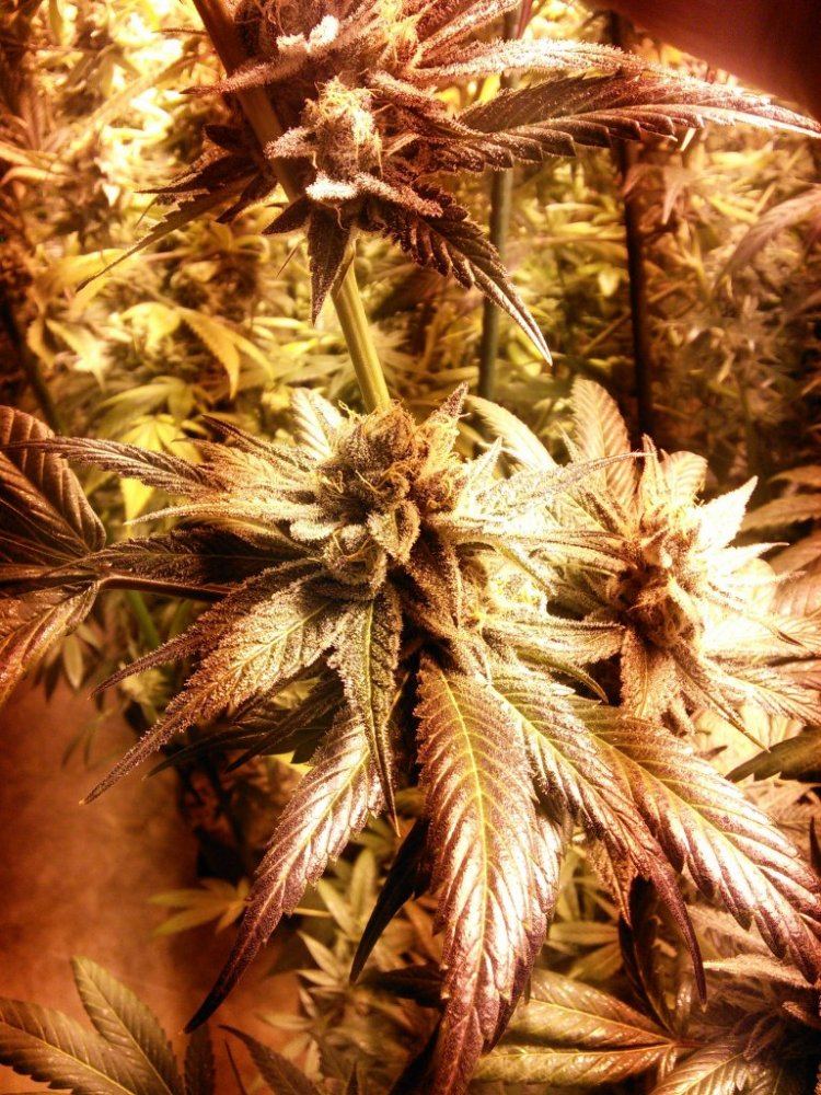 Purplejones01z