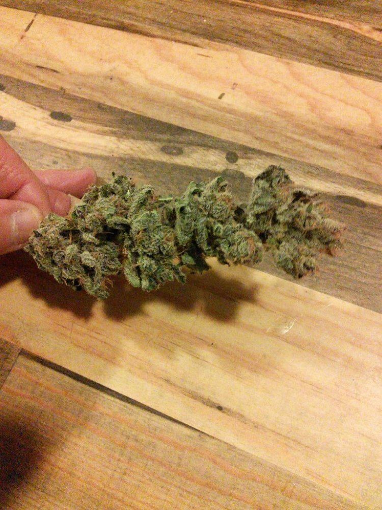 Purplejones01zz