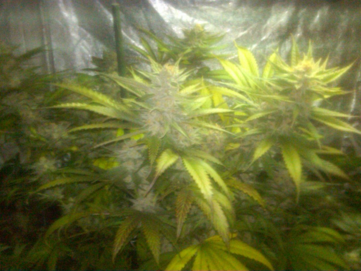 PurpleJones02
