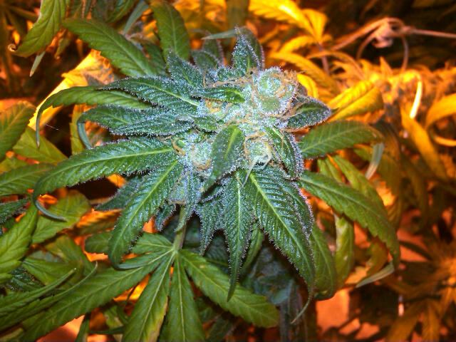 Purplejones02