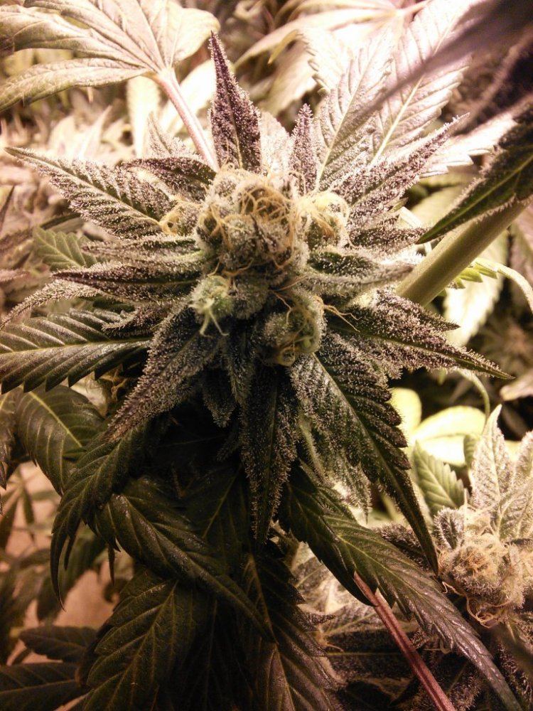 Purplejones02z