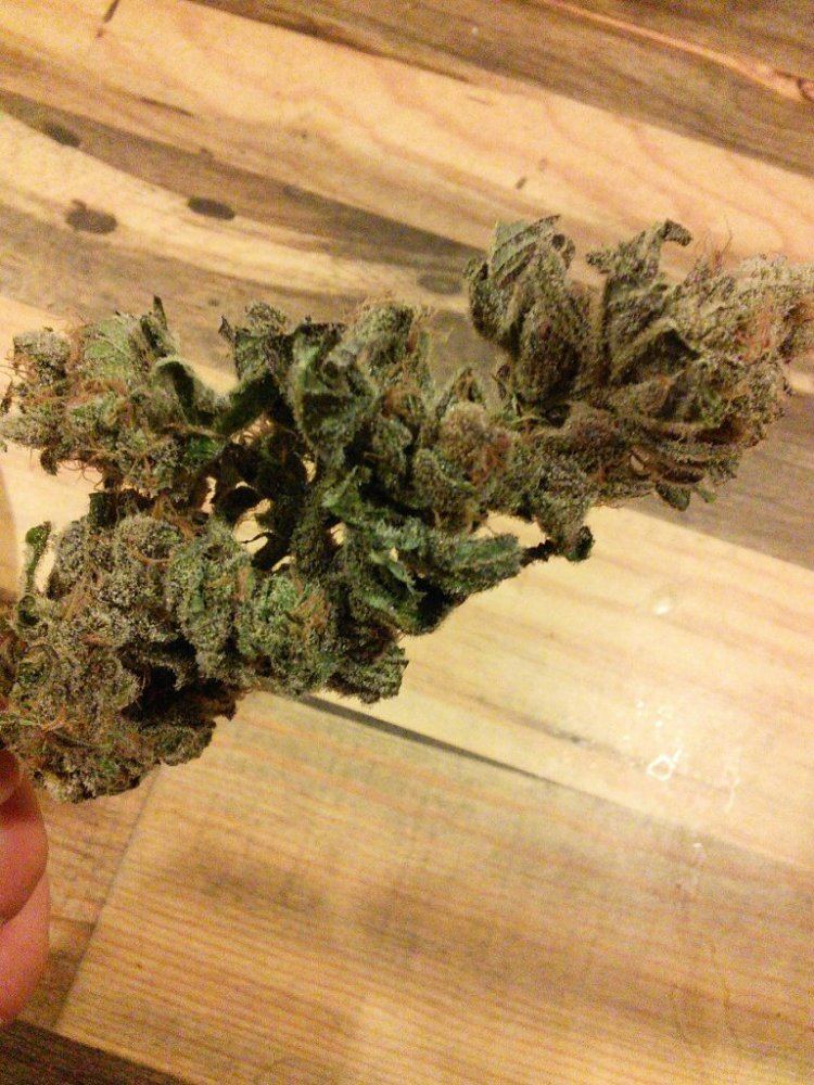 PurpleJones02ZZ