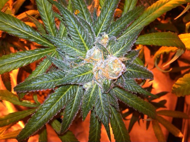 Purplejones03