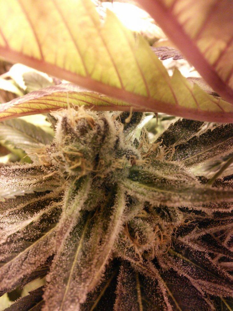 Purplejones03z