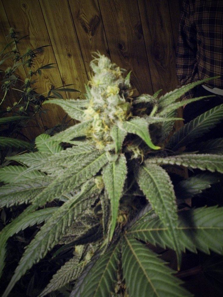 Purplejonesday42aa01a