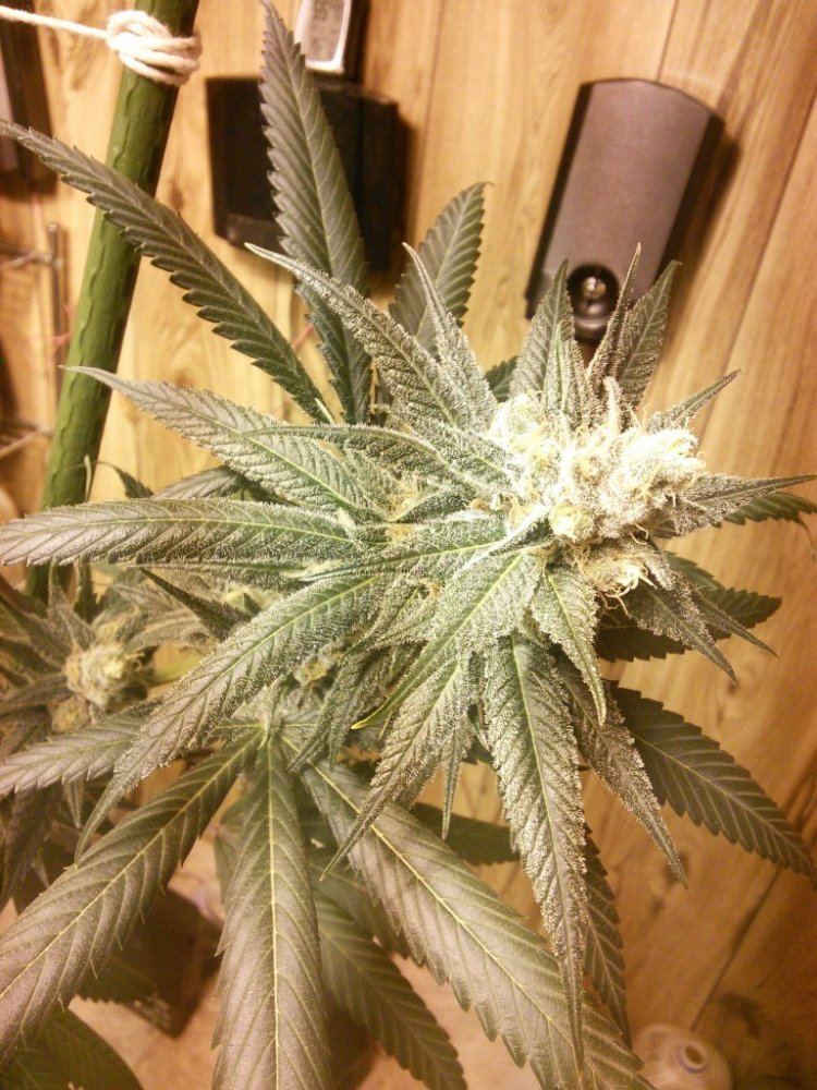 Purplejonesday42aa02ab