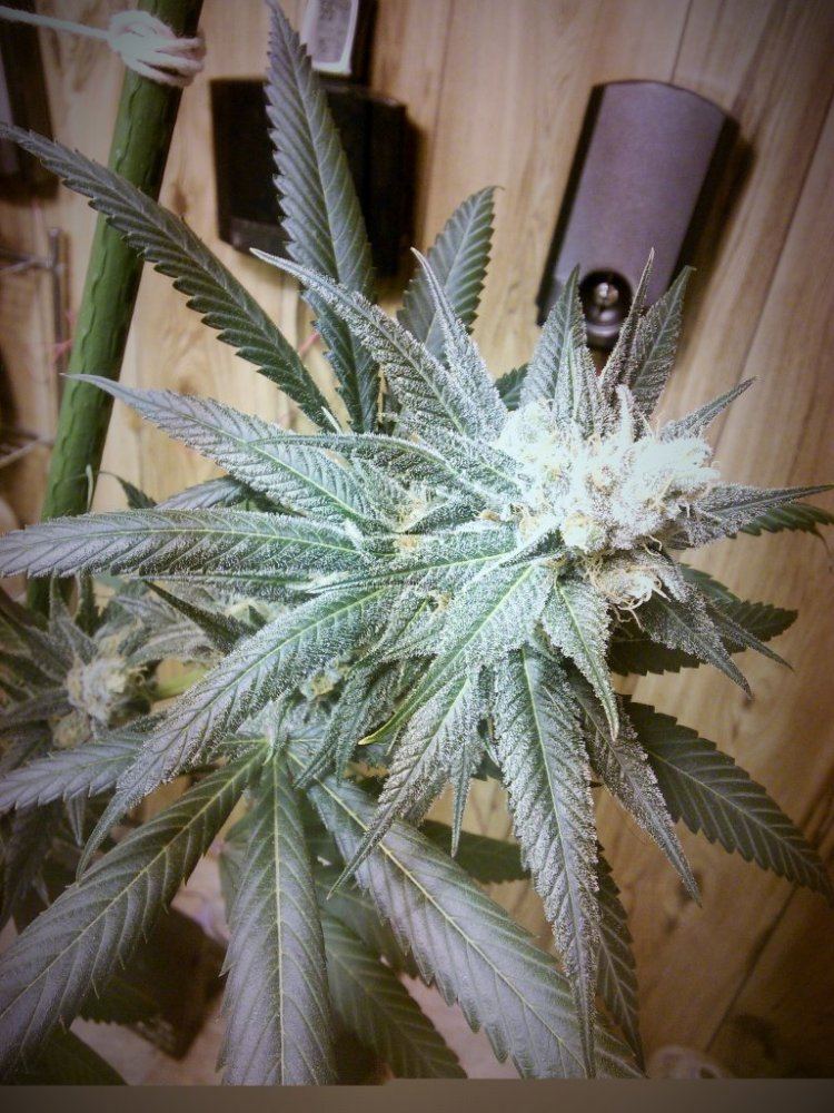 Purplejonesday42aa02c