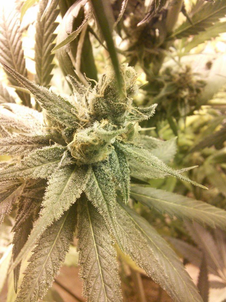 Purplejonesday42aa03a