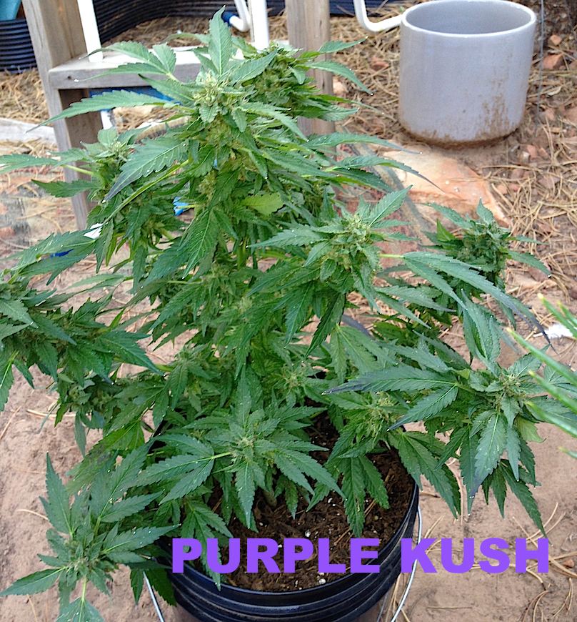 PURPLEKUSH