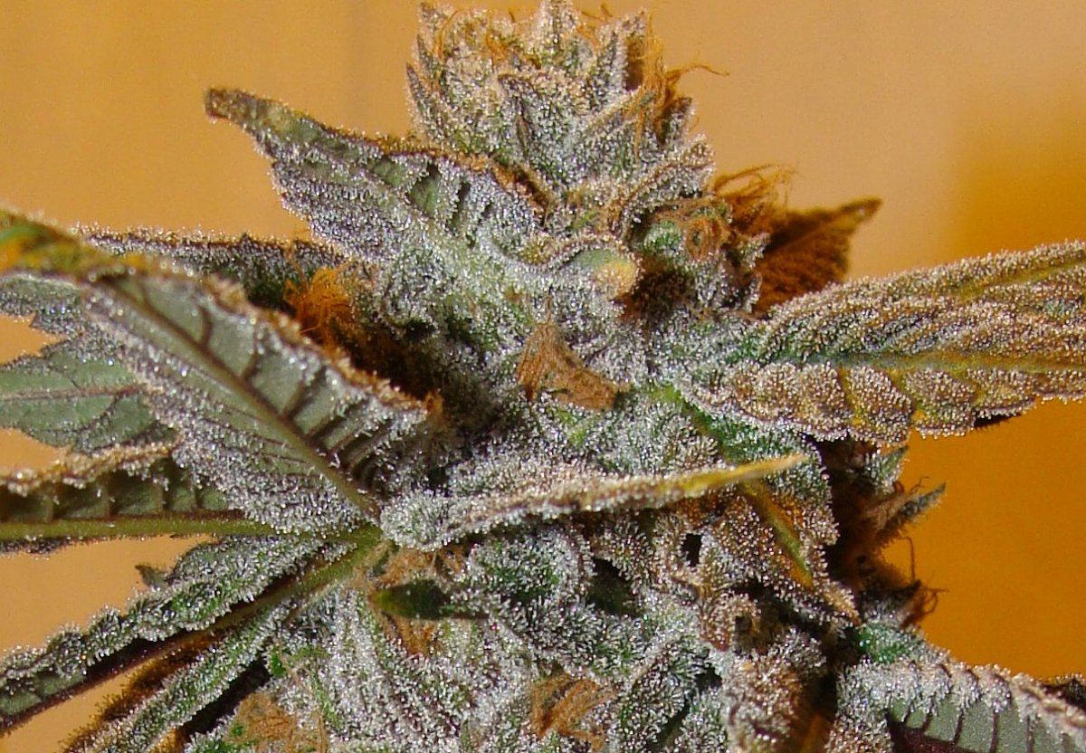Purplekush70days
