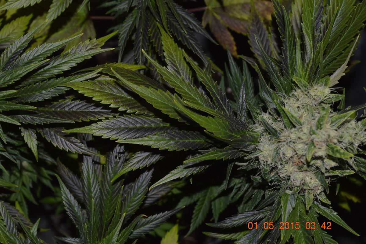 Purpleleaves