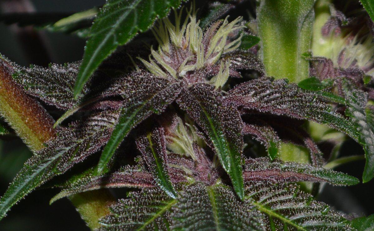 Purplelowerbud