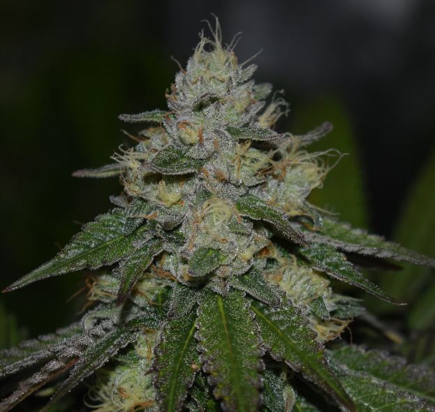 Purplepoisioncookiessmall