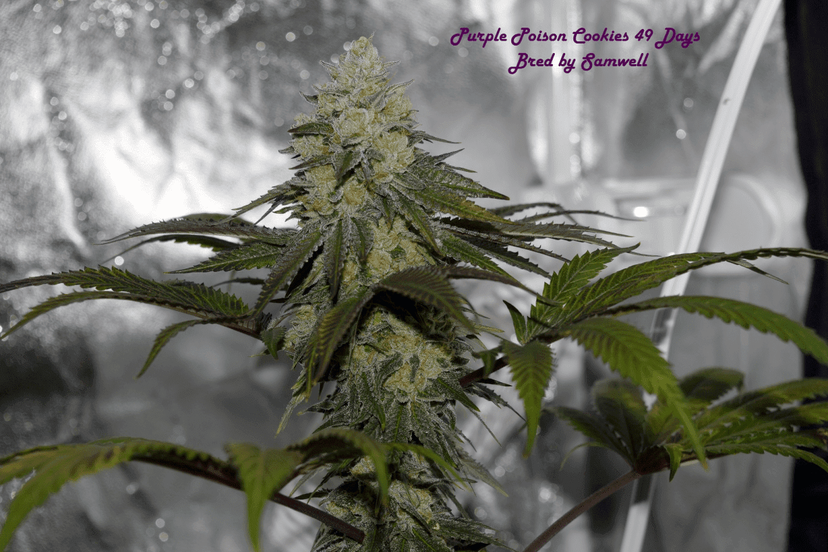 PurplePosionCookies49daysflower2